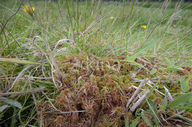 Glanzend veenmos (Sphagnum subnitens)