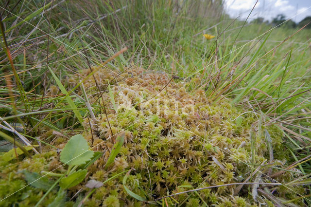 Glanzend veenmos (Sphagnum subnitens)