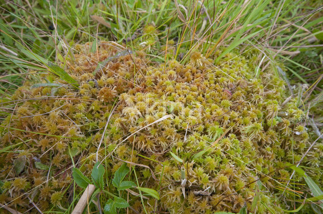 Glanzend veenmos (Sphagnum subnitens)