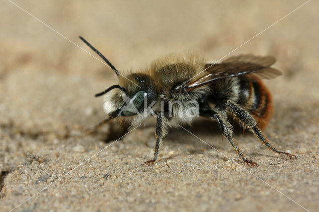 Gouden slakkenhuisbij (Osmia aurulenta)