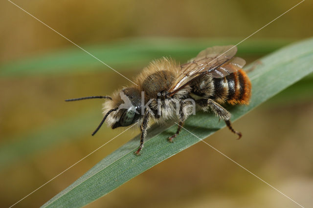 Gouden slakkenhuisbij (Osmia aurulenta)