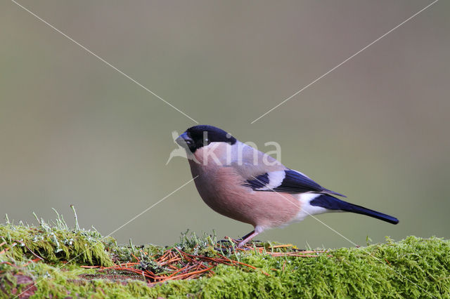 Eurasian Bullfinch (Pyrrhula pyrrhula)