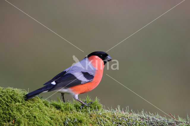 Eurasian Bullfinch (Pyrrhula pyrrhula)