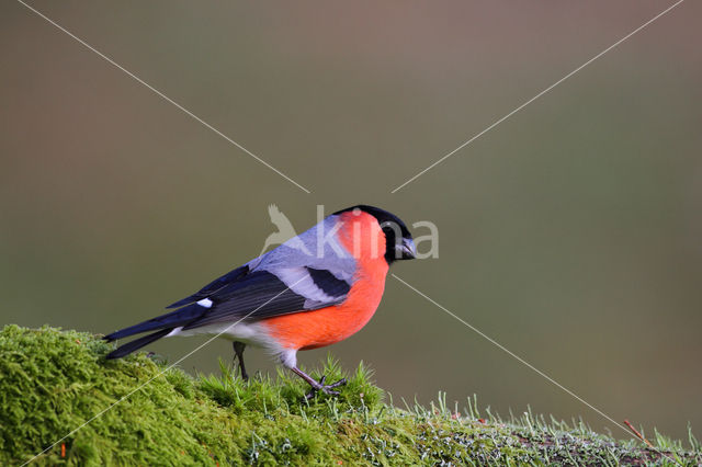 Eurasian Bullfinch (Pyrrhula pyrrhula)