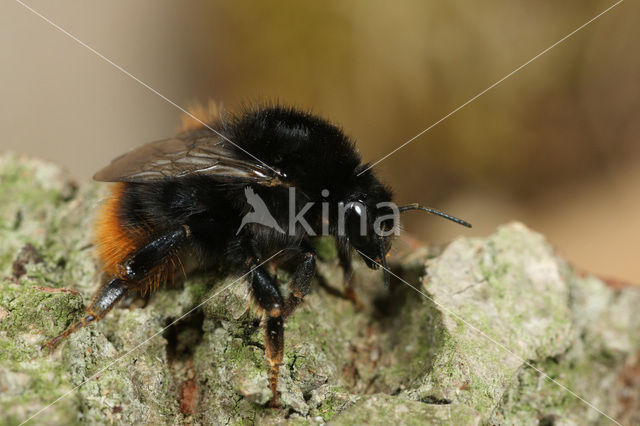 Grashommel (Bombus ruderarius)