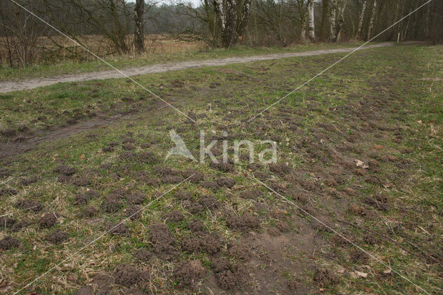 Grijze zandbij (Andrena vaga)