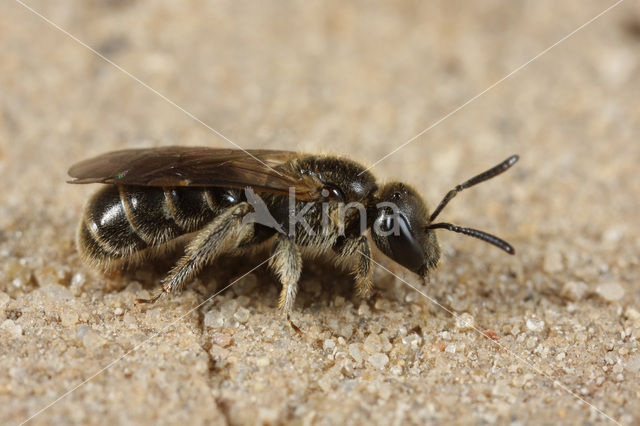 sweat bee (Lasioglossum sp.)