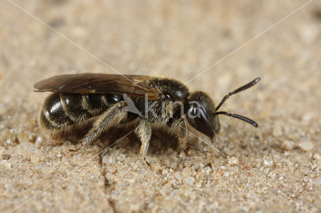 Groefbij sp. (Lasioglossum sp.)