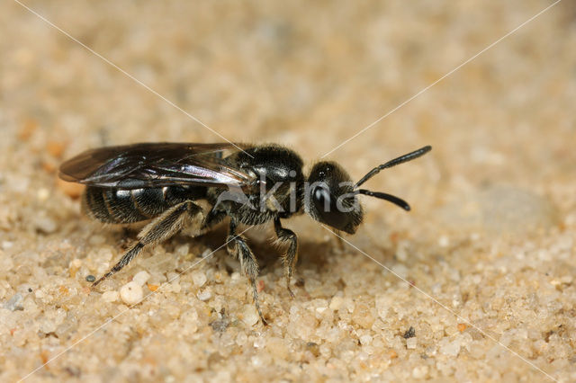 sweat bee (Lasioglossum sp.)