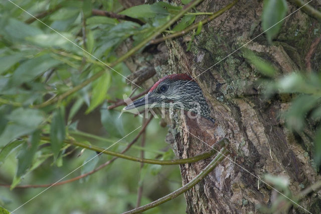 Groene Specht (Picus viridis)