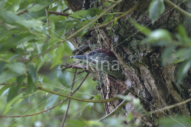 Eurasian Green Woodpecker (Picus viridis)