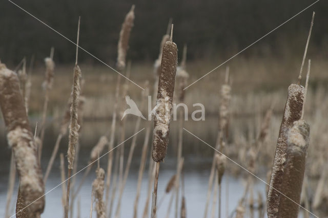 Grote lisdodde (Typha latifolia)