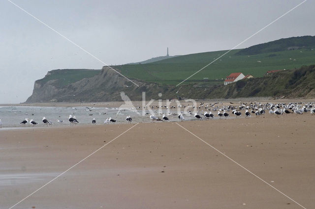 Great Black-backed Gull (Larus marinus)