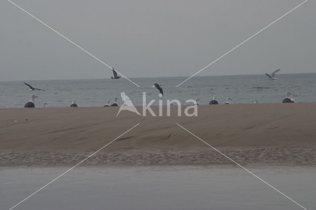 Great Black-backed Gull (Larus marinus)