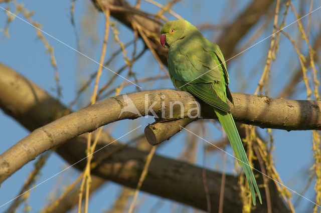 Halsbandparkiet (Psittacula krameri)