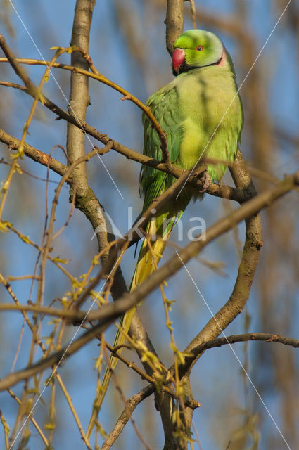 Halsbandparkiet (Psittacula krameri)