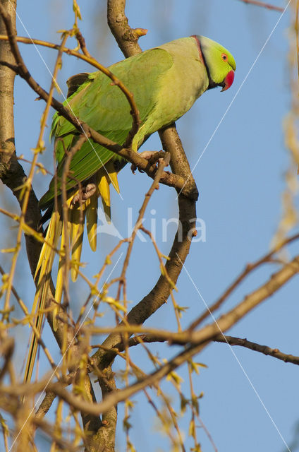 Halsbandparkiet (Psittacula krameri)