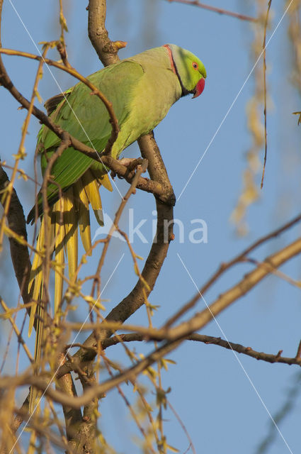 Halsbandparkiet (Psittacula krameri)