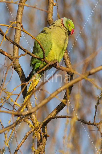 Halsbandparkiet (Psittacula krameri)