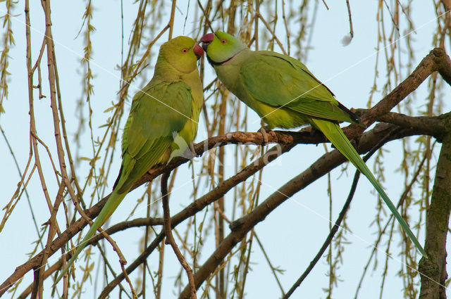 Halsbandparkiet (Psittacula krameri)