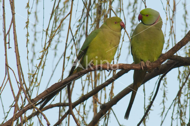 Rose-ringed Parakeet (Psittacula krameri)