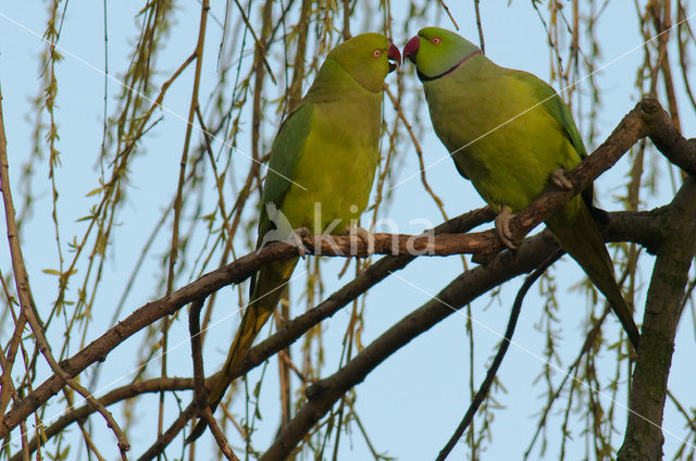 Rose-ringed Parakeet (Psittacula krameri)