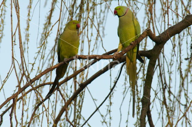 Halsbandparkiet (Psittacula krameri)