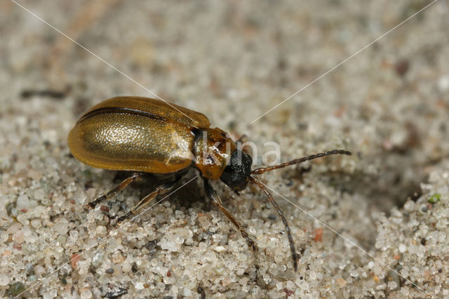 Lochmaea suturalis