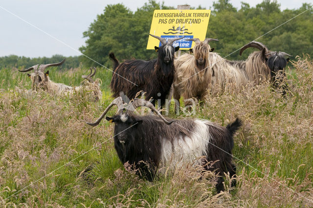 Hollandse landgeit (Capra domesticus)