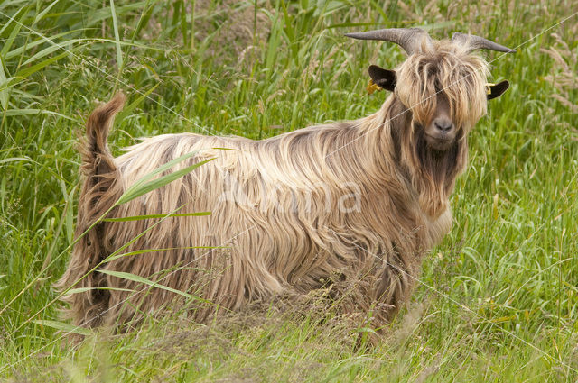 Hollandse landgeit (Capra domesticus)