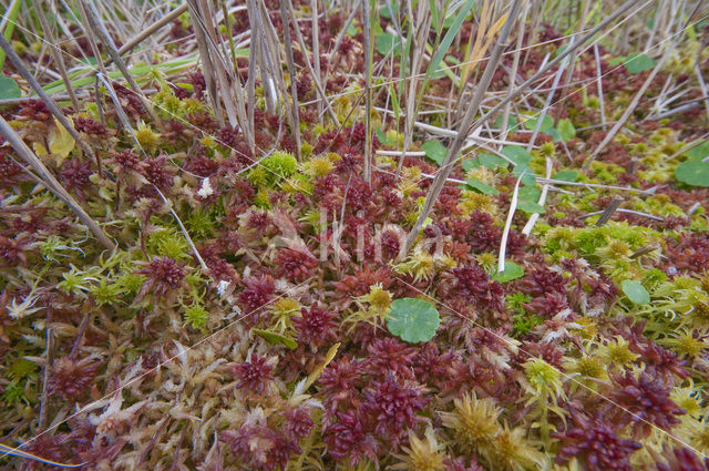 Hoogveenmos (Sphagnum magellanicum)