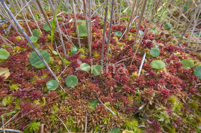 Hoogveenmos (Sphagnum magellanicum)