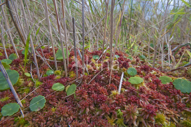 Hoogveenmos (Sphagnum magellanicum)