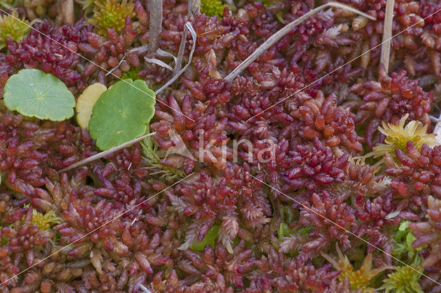 Hoogveenmos (Sphagnum magellanicum)