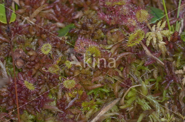 Hoogveenmos (Sphagnum magellanicum)