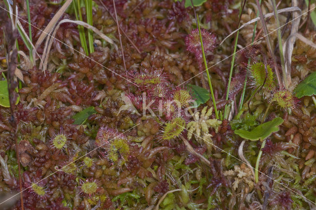 Magellanic Bog-moss (Sphagnum magellanicum)