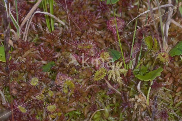 Hoogveenmos (Sphagnum magellanicum)