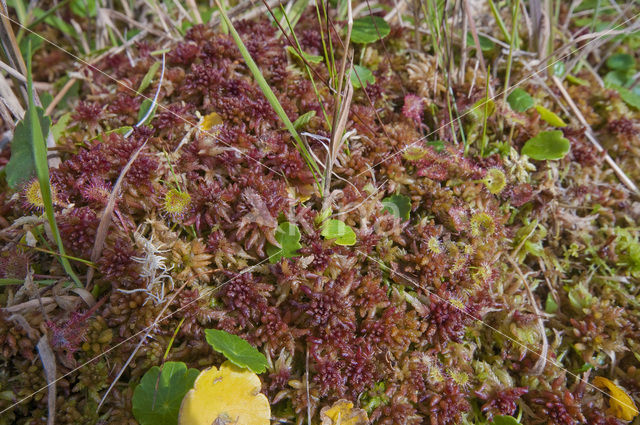 Hoogveenmos (Sphagnum magellanicum)