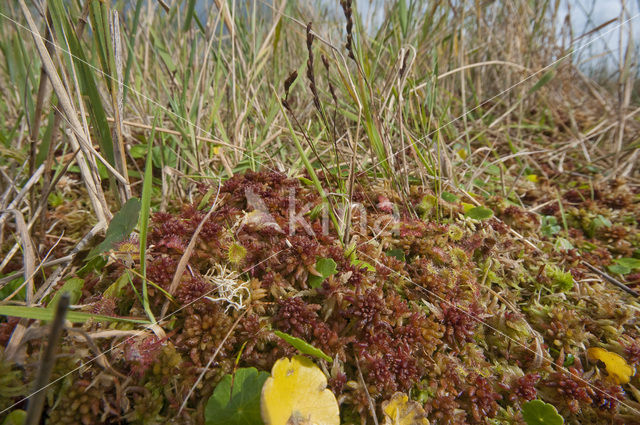 Hoogveenmos (Sphagnum magellanicum)