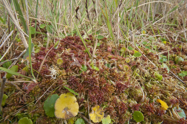 Hoogveenmos (Sphagnum magellanicum)