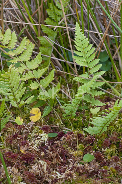 Hoogveenmos (Sphagnum magellanicum)