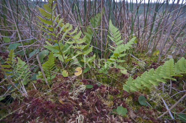 Hoogveenmos (Sphagnum magellanicum)