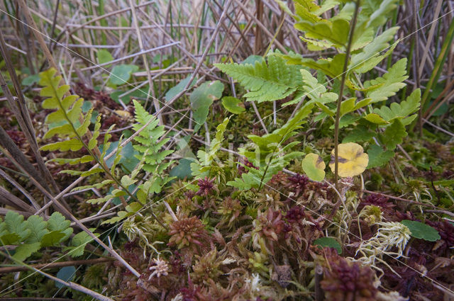 Hoogveenmos (Sphagnum magellanicum)