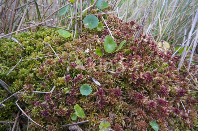 Hoogveenmos (Sphagnum magellanicum)