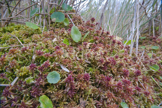 Hoogveenmos (Sphagnum magellanicum)