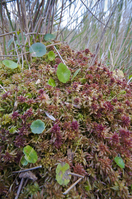 Hoogveenmos (Sphagnum magellanicum)