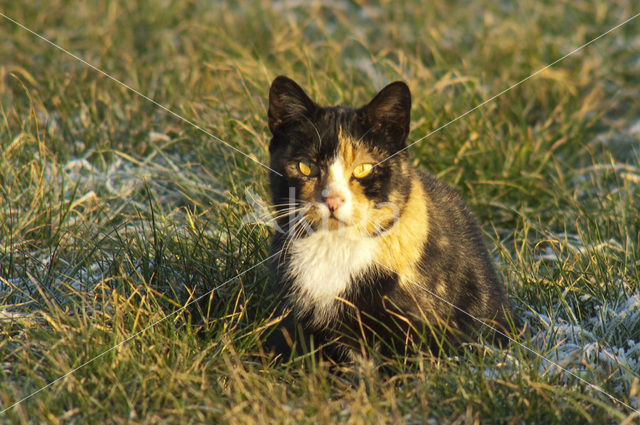 Huiskat (Felis domesticus