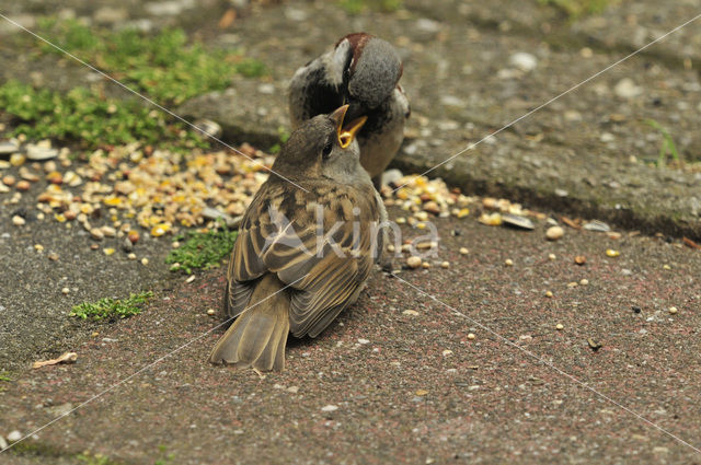 House Sparrow (Passer domesticus)