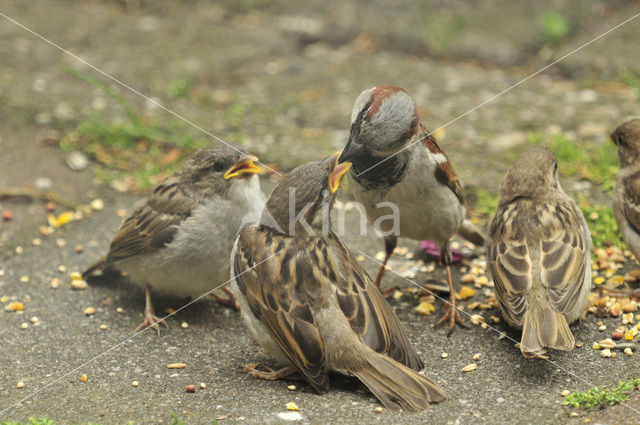 Huismus (Passer domesticus)