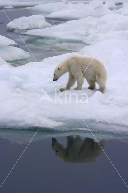 Polar bear (Ursus maritimus)